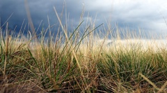 field Plants clouds grass outdoors