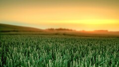 field Plants landscape sky sunlight