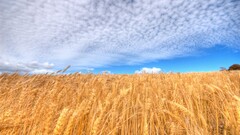 field sky clouds landscape Plants wheat