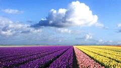 field sky Flowers tulips clouds landscape purple flowers