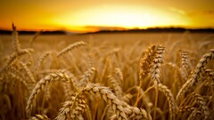 field sunset macro wheat depth of field landscape sunlight
