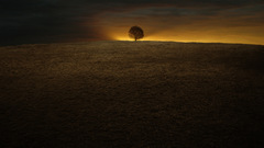 Field sunset tree nature