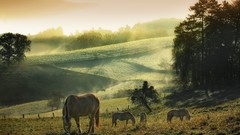 Fields hills Horses