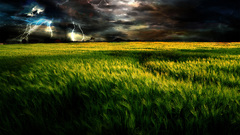 Fields Lightning