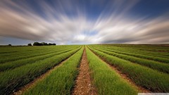Fields long exposure