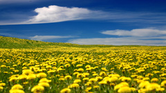 Fields Marigold yellow flowers