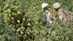 Fields marijuana Plants