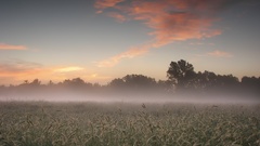 Fields mist morning