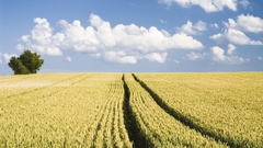 Fields nature clouds