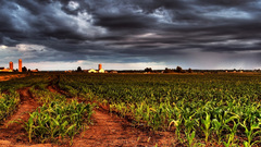 Fields overcast cornfield Landscapes