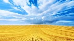 Fields skies blue skies