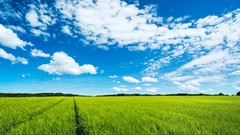 Fields skyscapes