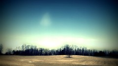 Fields Trees lonely