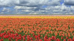 Fields tulips