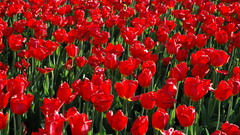 Fields tulips Plants tulipes