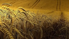 Fields wheat