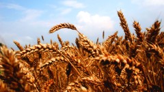 Fields wheat macro crops