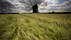 Fields wheat windmills