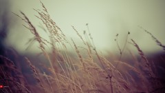 Fields wind autumn wheat