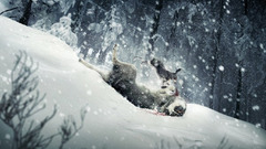 Fieroanimals studio and This