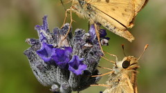 Fiery skipper pair high