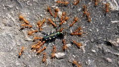 Fight ants insects Beetles