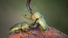 Fight bettle macro insect