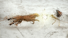 Fight for alpha anymoar