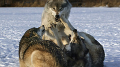 Fighting Animals Wolves