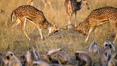 Fighting deer national geographic