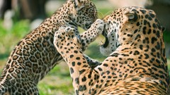 Fighting mother jaguars baby animals