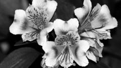 File upload attempt of