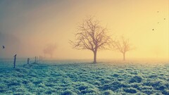 filter nature Trees mist grass landscape winter Birds sunlight