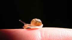 Fingers snails mollusks baby