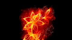 Fire abstract black background fire flower flaming