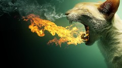 Fire cats flames yawns Photo manipulation flaming