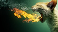 Fire cats Photo manipulation