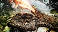 Fire Crocodiles Reptiles Photo manipulation