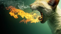 Fire flame cats smoke breath