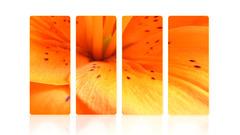 Fire lilly Flowers flower