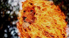 Fire Lions