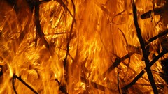 Fire orange Wood flames