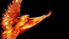 Fire phoenix black background
