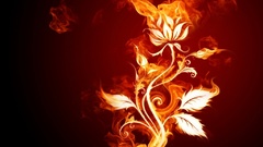 Fire rose Art