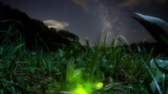 Fireflygalaxy found This firefly