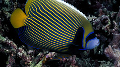 Fish angelfish