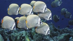 Fish angelfish
