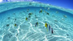 Fish angelfish split-view