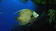 Fish Aquarium and Fish