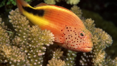 Fish Aquarium and Fish